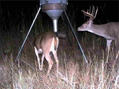 deer feeder funnel